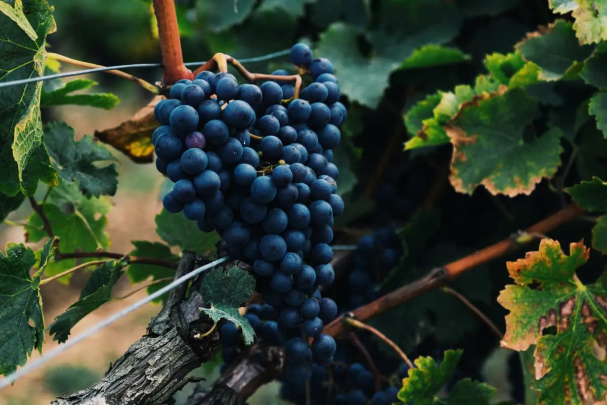 Blue plum grapes growing on a vine