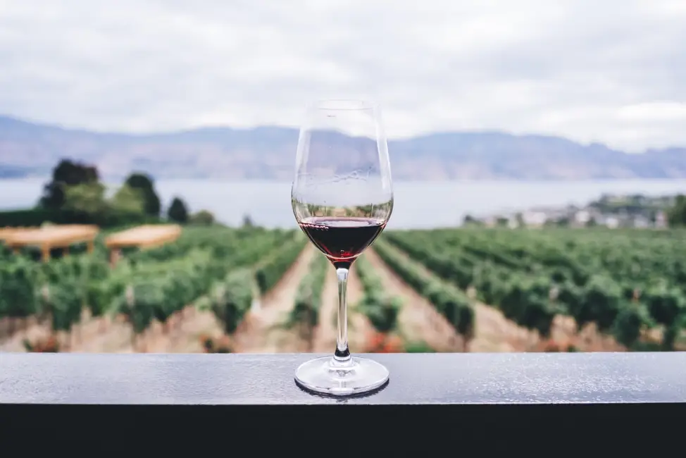 Wine glass with red wine against a backdrop of a vineyard
