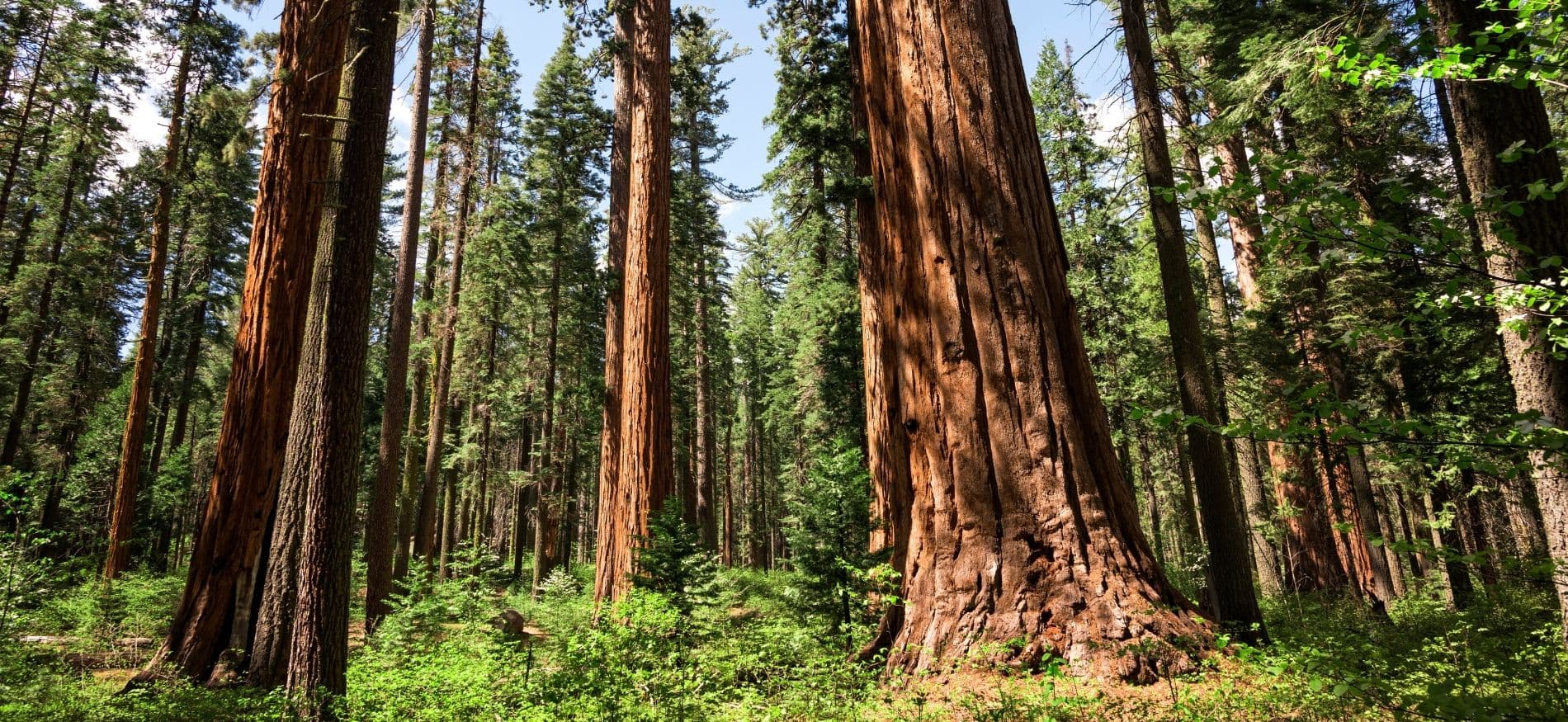 Giant trees in a large forest with ferns growing at their roots. Giant trees in a large forest with ferns growing at their roots.